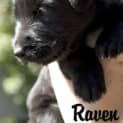 Photo of Raven