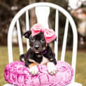 Photo of Piper