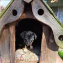 Photo of Piper