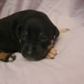 Photo of Piper