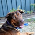 Photo of Hildy ~ Labrador X Kelpie (On Trial L9/3/17)