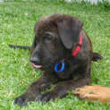 Photo of Jasper (On Trial 1/10/12)