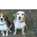 Photo of Lucy (Tan & White) (On Trial)