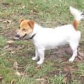 Photo of Cooper