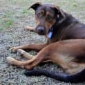 Photo of Hildy ~ Labrador X Kelpie (On Trial L9/3/17)