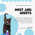 Photo of Isla **2nd Chance Cat Rescue**