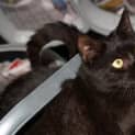 Photo of Zorro