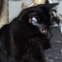 Photo of Zorro