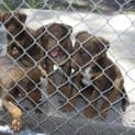 Photo of Pup   2 (Whisky)