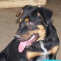Photo of Rusty