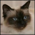 Photo of Jazz