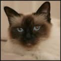 Photo of Jazz