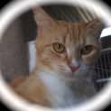 Photo of Blossom