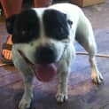 Photo of Lady