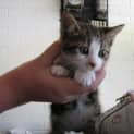 Photo of 4 X Male Kittens