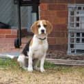 Photo of Rocky (Urgent Foster Care Required)