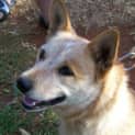 Photo of Bindi