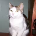 Photo of Chino