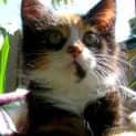 Photo of Emmie Lu