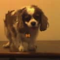 Photo of Coco