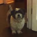 Photo of Milo