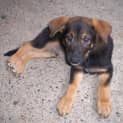 Photo of Boof
