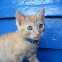 Photo of Custard