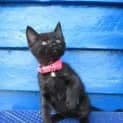 Photo of Eeza