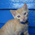 Photo of Custard