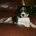 Photo of Millie