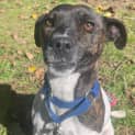 Photo of Roxy