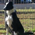 Photo of Bella Adopted