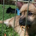 Photo of Mini Mouse Adopted