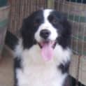 Photo of Tom Adopted