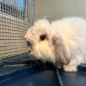 Photo of Rollie 
