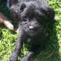 Photo of Peanut