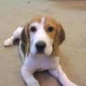 Photo of Daisy (Going On Trial)
