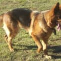 Photo of Kassie ( On Hold Pending Adoption)