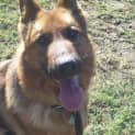 Photo of Kassie ( On Hold Pending Adoption)