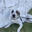 Photo of Elwood