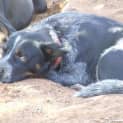 Photo of Zorro