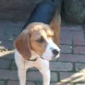 Photo of Wesley (On Trial With A New Family)