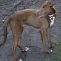 Photo of Fingal