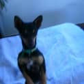 Photo of Chester