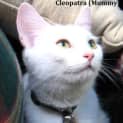 Photo of Cleopatra