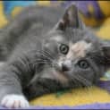 Photo of Sundae
