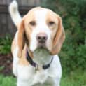 Photo of Dexter
