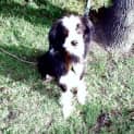 Photo of Rex