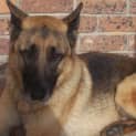 Photo of Rex ( On Hold Pending Adoption)