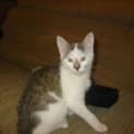 Photo of Tofu